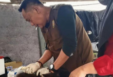 Dinas Pertanian Kota Bandarlampung: Penanganan Gigitan Hewan Penular Rabies (HPR)