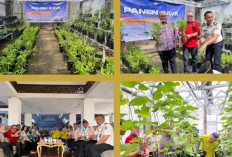 Panen Raya Serentak Bersama Forkopimda