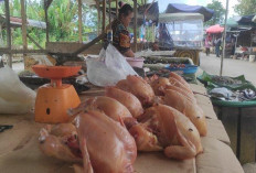 Pasca Idul Adha, harga Daging Ayam Masih Tinggi