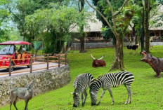Solo Safari Hadirkan Funtasy Safari, Suguhkan Liburan Sekolah Penuh Edukasi dan Petualangan untuk Anak-anak