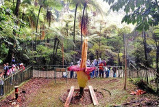 Kunjungan ke Kebun Raya Cibodas Turun 30 Persen Saat Libur Lebaran 2025, Ini Penyebabnya
