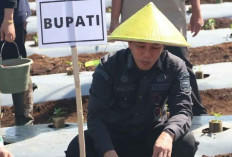 Pj Bupati Dukung Peningkatan Produksi Cabai di Lahat