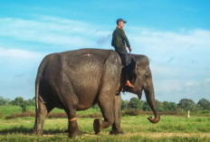 Pesona Taman Nasional Way Kambas: Wisata Edukasi dan Konservasi Gajah di Lampung