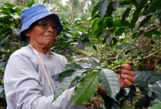 Berkah Harga Kopi Tembus Rp 72 Perkilogram, Petani Kopi Dapat Sekolahkan Anak, Beli Motor dan Mobil Baru