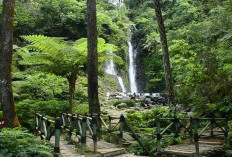 5 Curug Menawan di Puncak Bogor, Surganya Wisata Alam Sejuk dan Alami