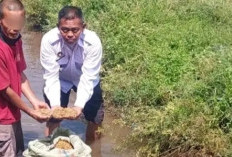 Laksanakan Perendaman Bibit Padi Varietas Unggul