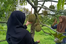 Belajar Sambil Liburan: Republik Durian Farm Blitar, Wisata Edukasi Pertanian Modern