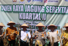 Kapolres Lahat Pimpin Panen Raya Jagung
