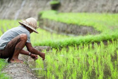 Sumsel Tambah 100 Ribu Hektare Sawah