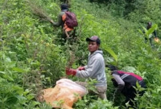 DPO Pemilik 56 Ladang Ganja di Bromo! Polisi Buru Edy, Dalang di Balik 8 Ton Barang Haram