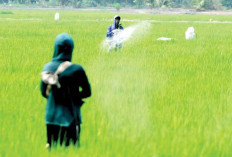 Lahan Sawah Sumsel Bertambah 48 Ribu Ha