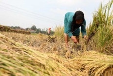 NTP Sumsel Naik 0,60 Persen