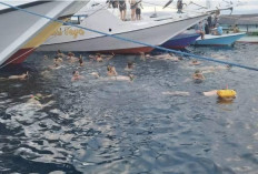 Hiu Paus di Teluk Saleh Jadi Primadona Wisata Lebaran 2025 di Sumbawa