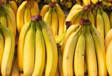 8 Manfaat Pisang Ambon untuk Kesehatan