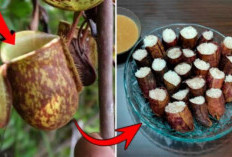 Bikin Nagih, Ini 7 Rekomendasi Wisata Kuliner di Kerinci yang Wajib Dicoba