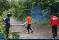 Pohon Tumbang di Jalur Tebing–Pendopo, Akses Lalu Lintas Sempat Terganggu