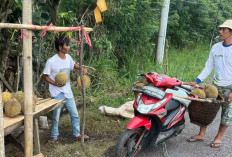 Durian Empat Lawang Laris Manis