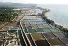 3 Tambak Ikan Terbesar di Bangka Belitung: Sumber Ekonomi dan Pangan yang Menjanjikan