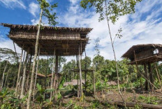 Tradisi Korowai: Suku Papua yang Hidup di Atas Pohon, Bertahan di Tengah Hutan Belantara