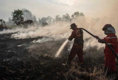 Total 750,83 Hektare Lahan Terbakar 