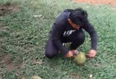 Musim Panen Durian Lahat Dimulai