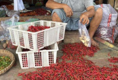 Harga Cabe Merah Kriting di Empat Lawang Turun