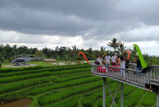 Sensasi Wisata Edukasi Unik di Bali, Jatiluwih Eco Farm Tawarkan Aktivitas Pertanian Tradisional 
