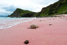 Pink Beach Labuan Bajo: Keindahan Pasir Pink yang Bikin Takjub!