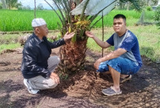 Wow, Ternyata Di Kabupaten Empat Lawang Punya Kebun Kurma!