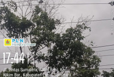 Listrik Padam Massal di Empat Lawang! Warga Menjerit/// PLN Ungkap Penyebab Pohon Tumbang dan Sambaran Petir