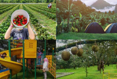 Liburan Hemat di Bogor: 4 Destinasi Wisata Gratis yang Wajib Dikunjungi!
