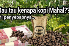 Ternyata ini Penyebab Melonjaknya harga kopi Secara signifikan!