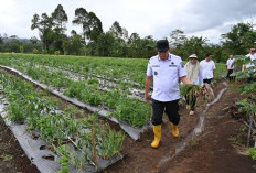 Walikota Pagar Alam Bawang Merah Varietas Bima