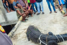 Polres Natuna Tangkap Buaya Liar Sepanjang Empat Meter yang Masuk Pemukiman Warga