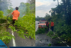 Pohon Tumbang, BPBD Empat Lawang Gerak Cepat Evakuasi Jalur Lintas Tebing Tinggi–Lubuk Linggau