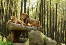 Liburan Edukatif di Taman Safari, Serunya Melihat Satwa dari Dekat!