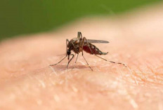 6 Bahan Alami yang Ampuh Mengusir Nyamuk di Rumah