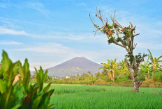 Gunung Dempo Magnet Para Pendaki