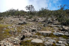 Melihat Misteri Pasar Setan Gunung Lawu: Suara Gaib dan Transaksi Mistis di Malam Hari!