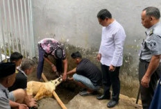 Lapas Empat Lawang Semblih Satu Sapi dan Enam Kambing