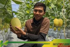 Inovasi Budi Daya Melon Hidroponik di Greenhouse Berhasil Meraup Omzet Rp 100 Juta