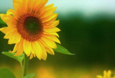 9 Manfaat Bunga Matahari, dari Biji dan Minyaknya