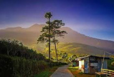 Melihat Sakura Hills Tawangmangu, Destinasi Wisata Ala Jepang di Kaki Gunung Lawu, Cuma 2 Jam dari Klaten
