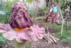 Bunga Bangkai, Bikin Gempar Warga Beringin Jaya
