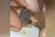 Video Tuduhan Bakso Ronggolawe Gunakan Daging Tikus Viral, Polisi Selidiki Kasusnya