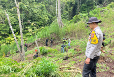 Bongkar Ladang Ganja 3 Hektar di Muara Pinang
