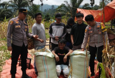 Panen Jagung 6 Ton di Paiker, Polisi Turun Langsung Bantu Petani