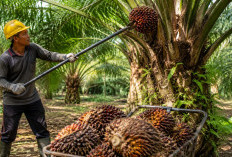 Dolar Menguat, Harga Sawit Sumsel Melemah