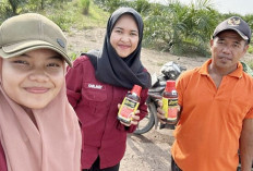 Hama Penggerek Batang Serang Padi di Empat Lawang