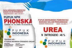 Cara Beli Pupuk Subsidi Mulai 1 Januari 2025, Harga Mulai Rp 2.000-an Per Kg